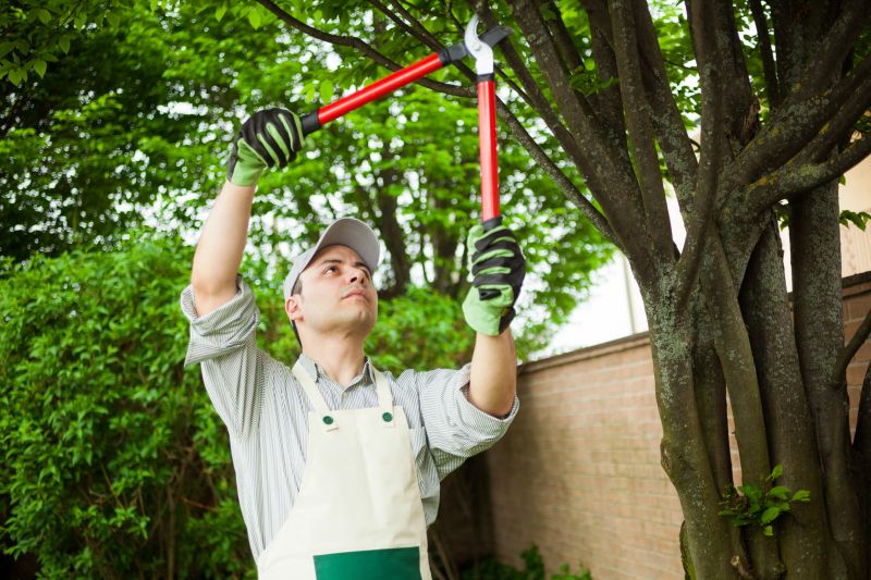 Dead Branch Removal in San Jose, CA