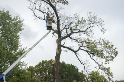 Emergency Tree Service detail