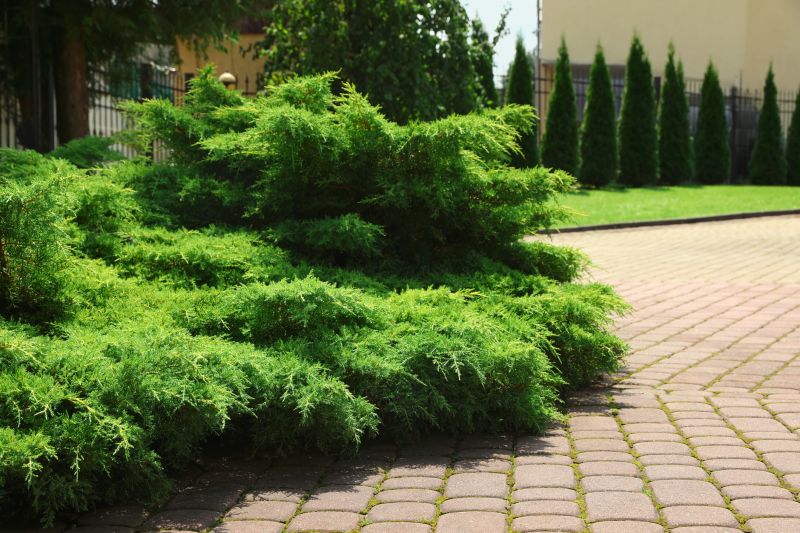 Shrubs Removal in Rockwall, TX