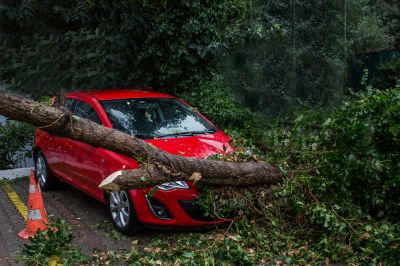 Remove a Tree That has Landed on a Car