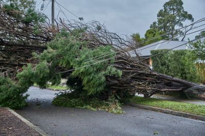 Remove a Tree That is Blocking the Road